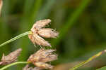 River bulrush